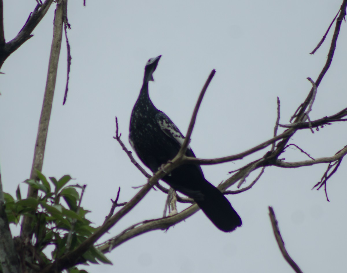 Blue-throated Piping-Guan - ML612797099