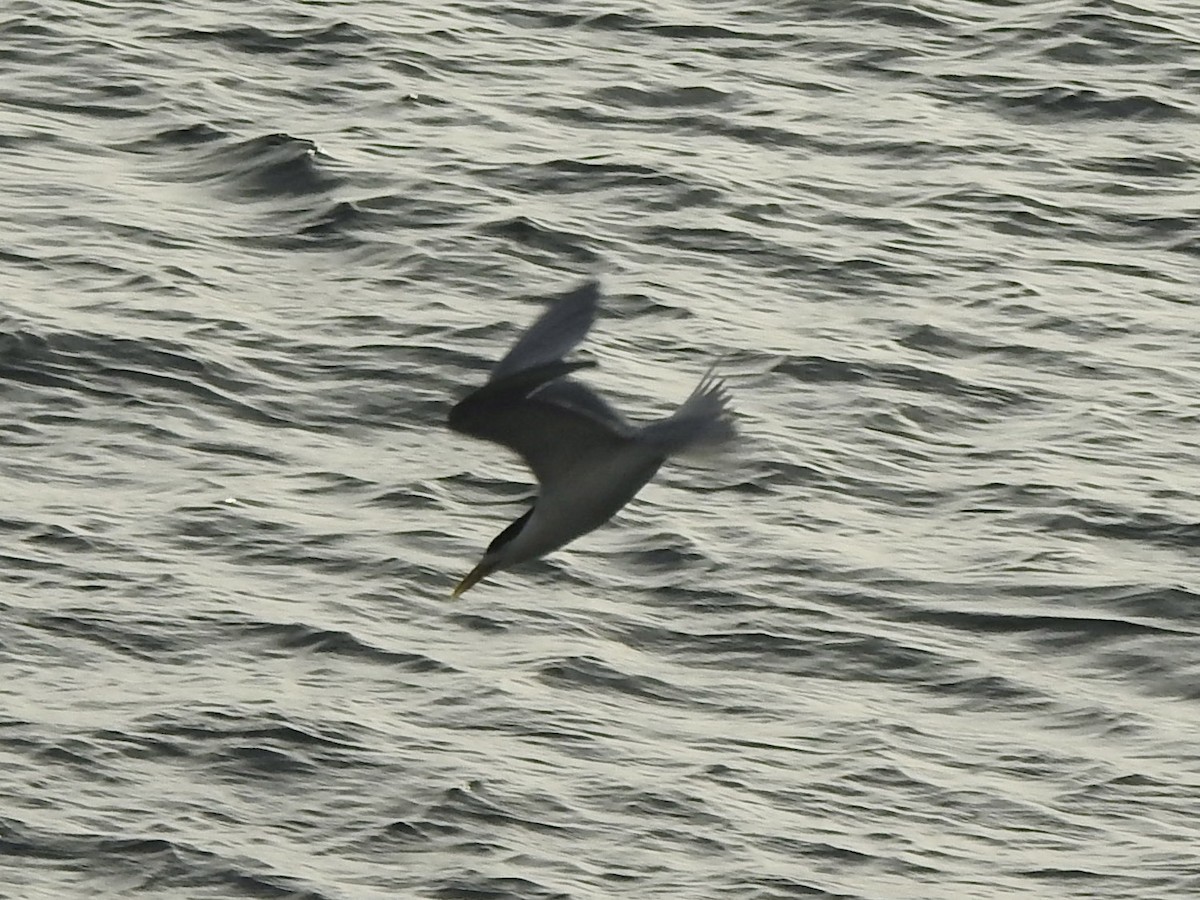 Great Crested Tern - ML612797156