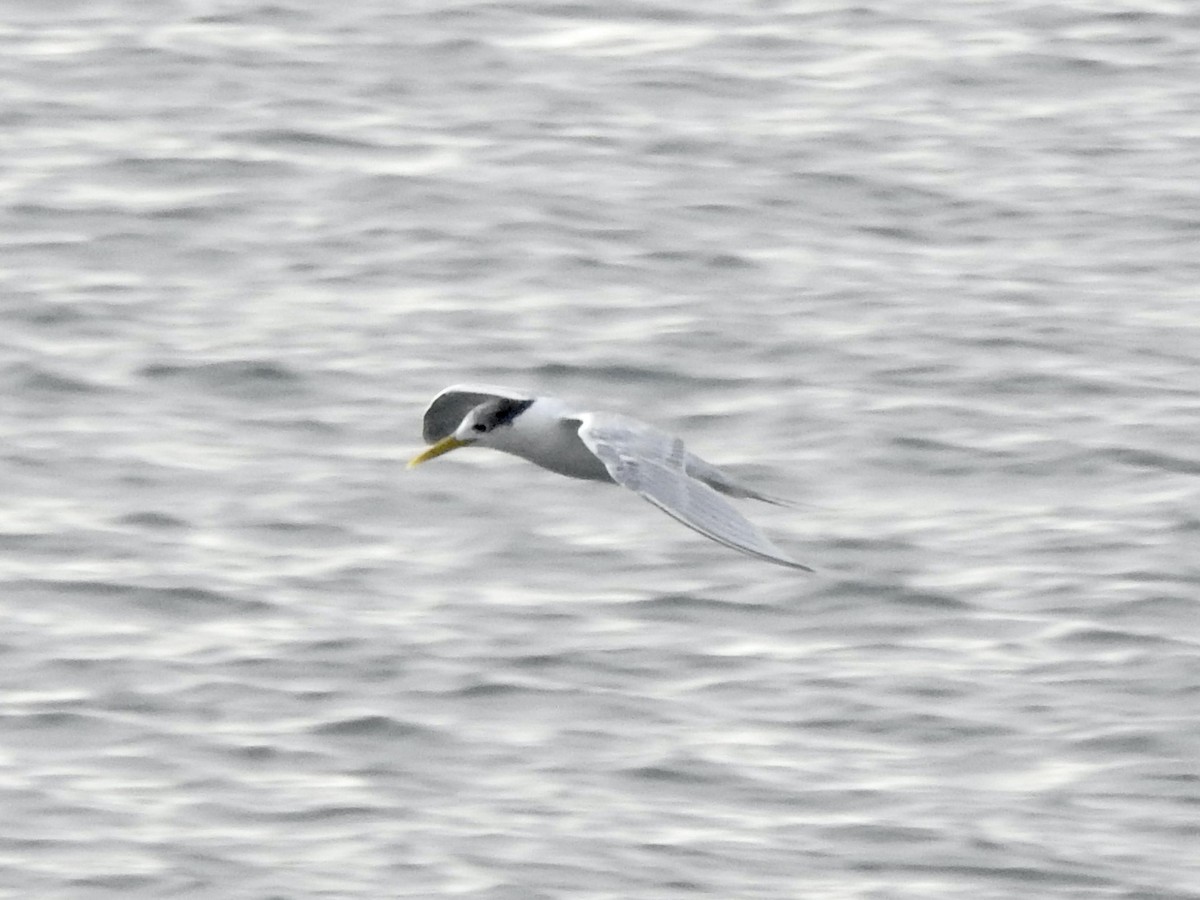 Great Crested Tern - ML612797175