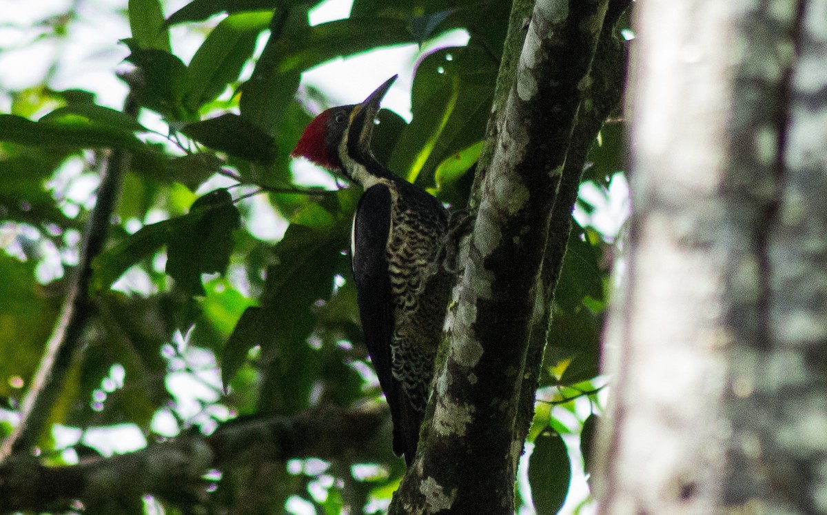 Crimson-crested Woodpecker - Andrey Paredes