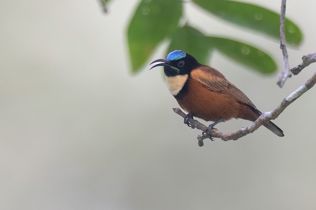 Buff-throated Sunbird - Chris Venetz | Ornis Birding Expeditions