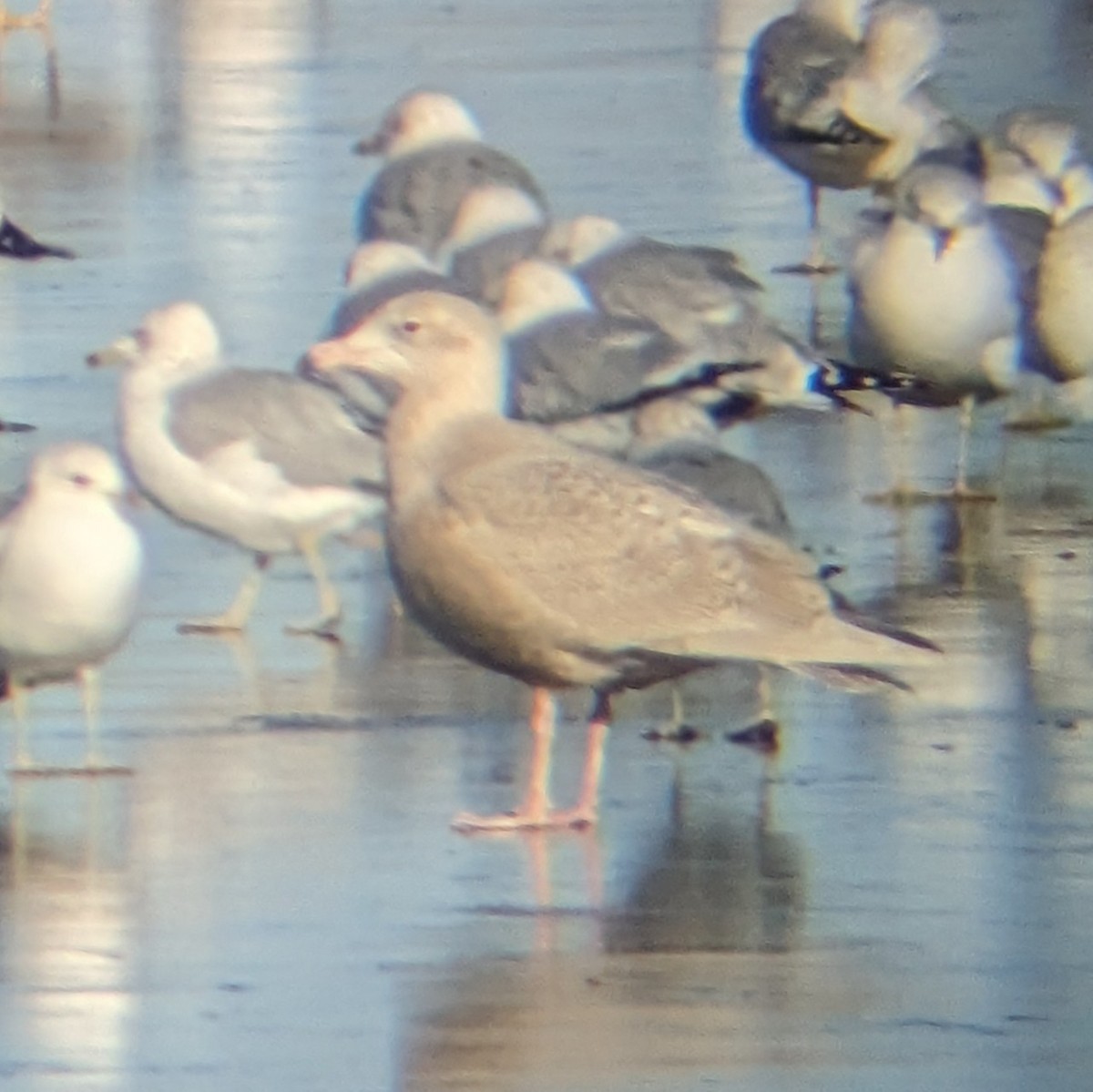 eBird Checklist 29 Dec 2023 Dickinson County Landfill 9 species