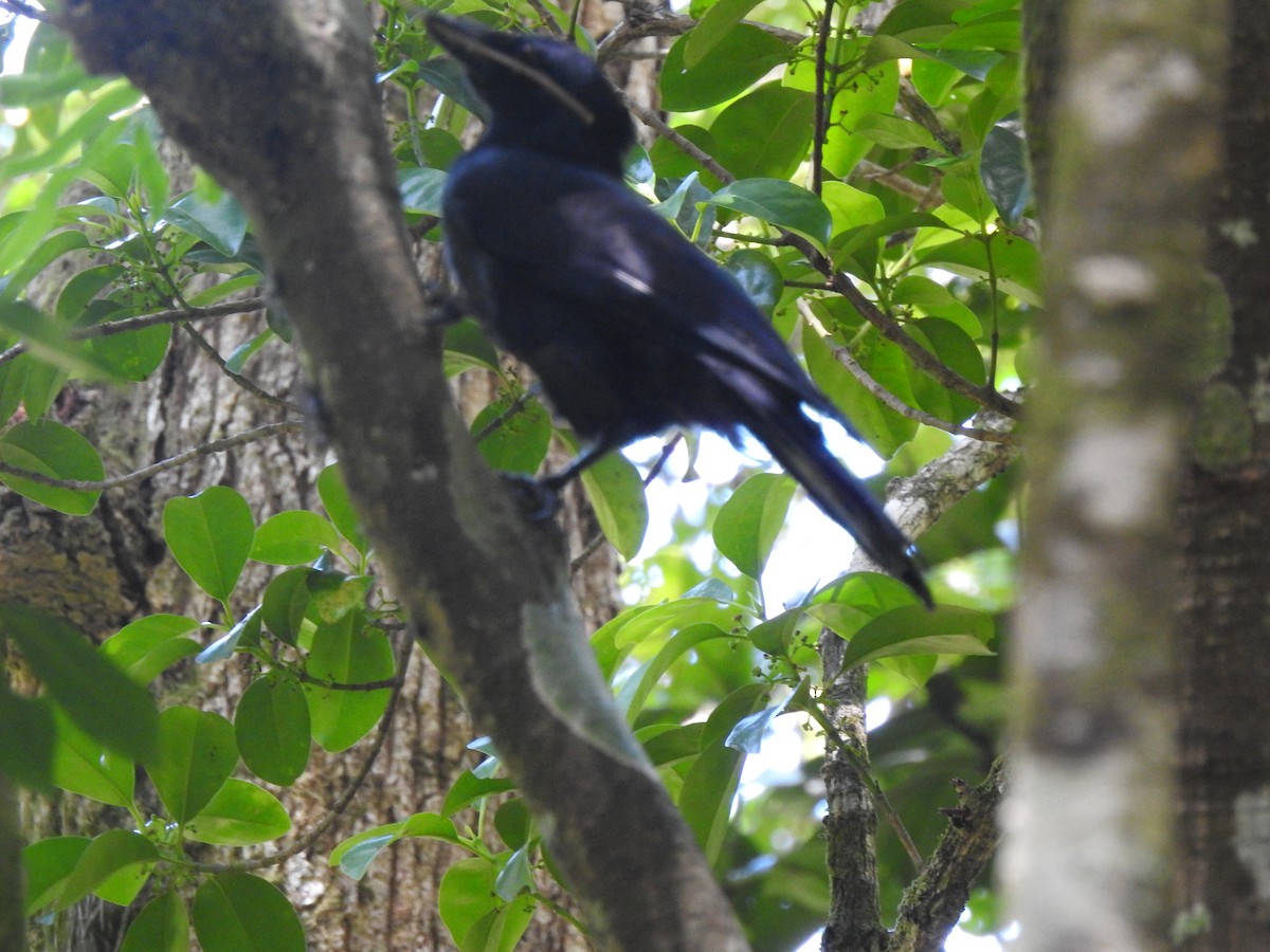 New Caledonian Crow - ML612798073