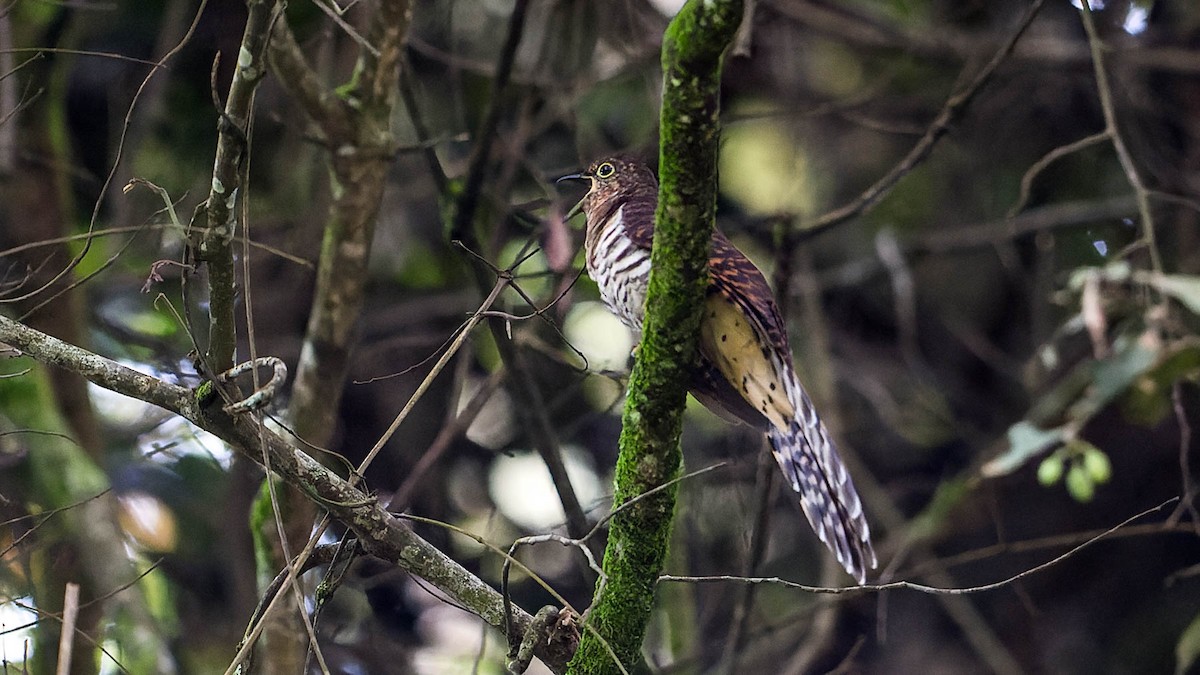 Barred Long-tailed Cuckoo - ML612798929