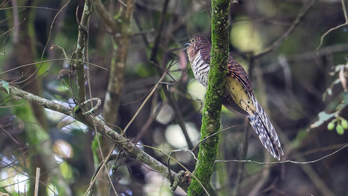 Barred Long-tailed Cuckoo - ML612798930