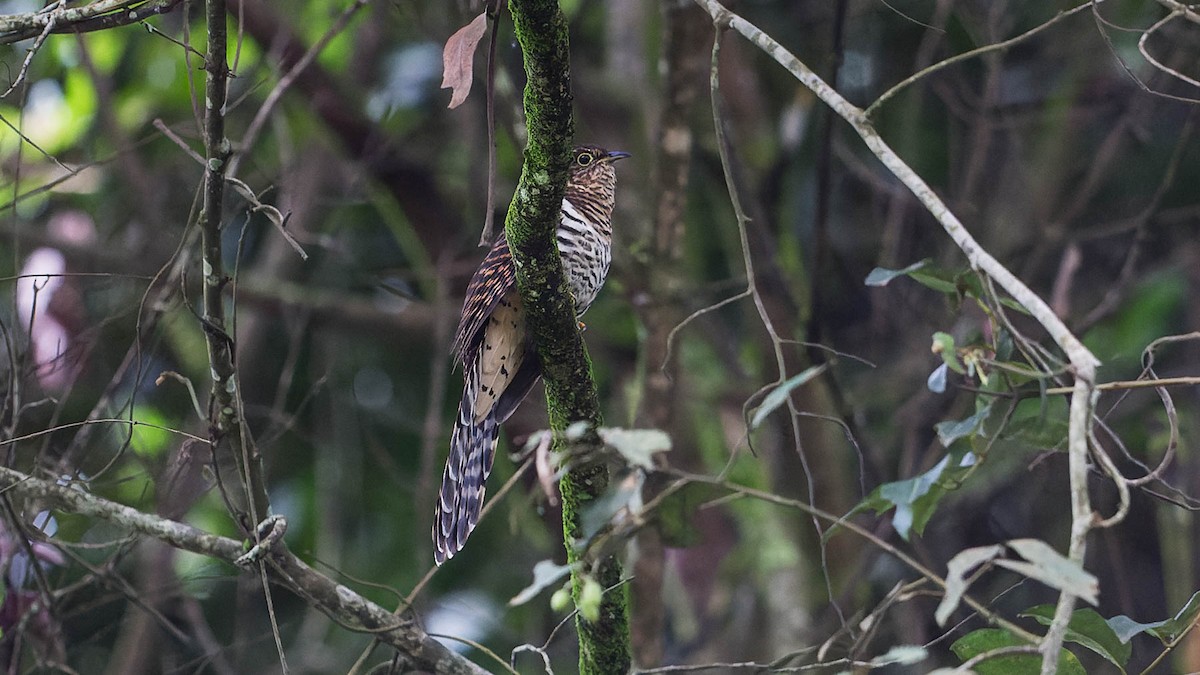 Barred Long-tailed Cuckoo - David Newell