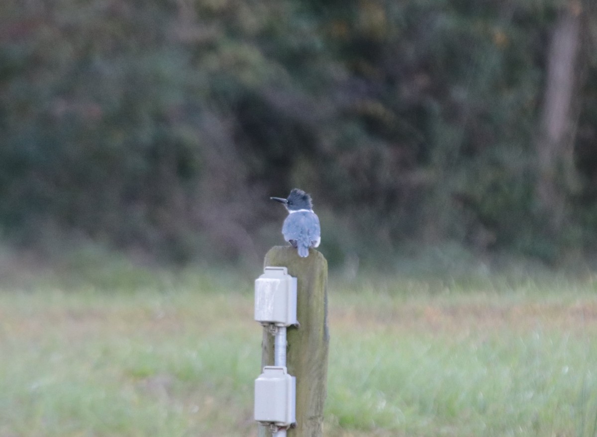 Belted Kingfisher - ML612799065