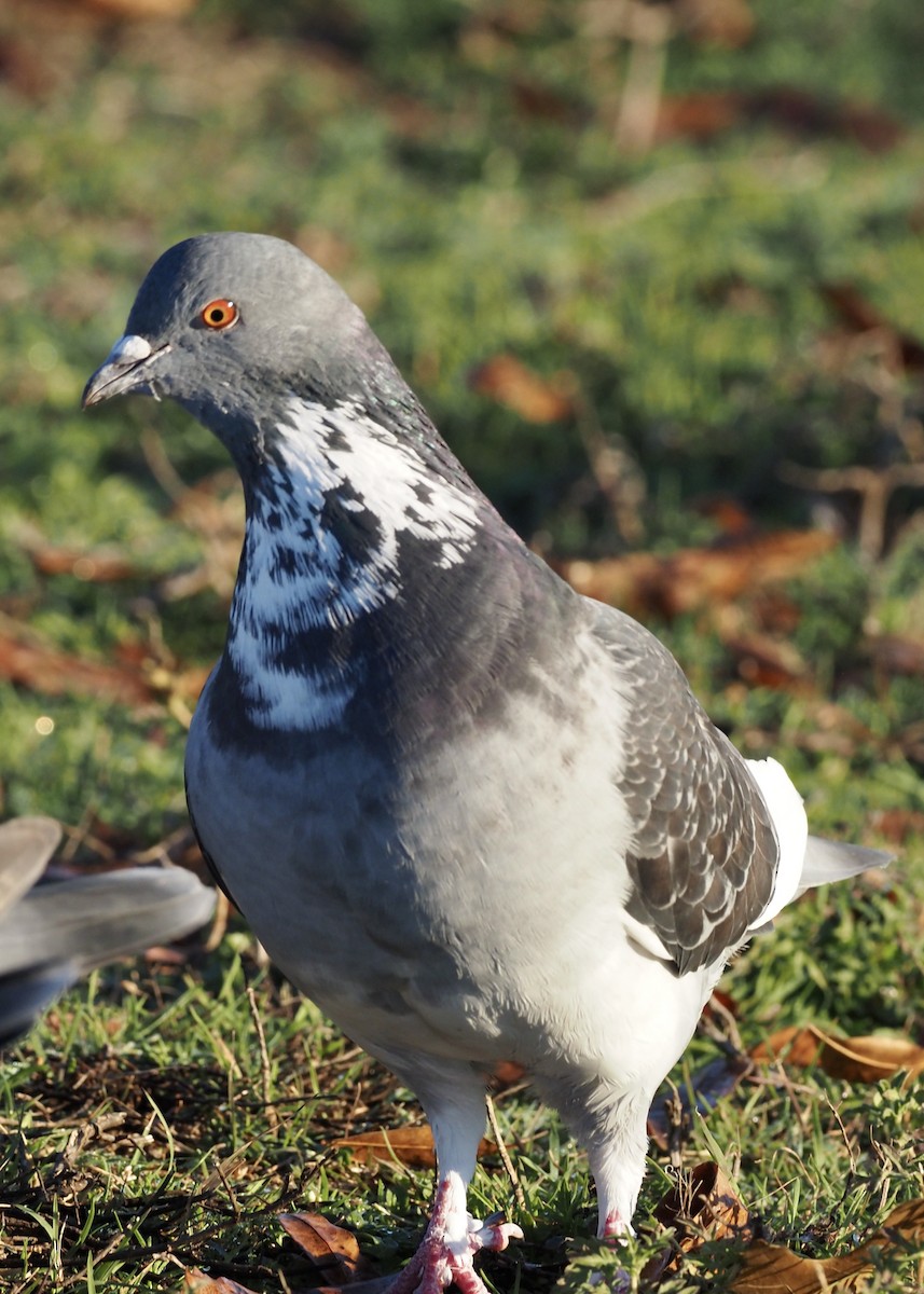 Rock Pigeon (Feral Pigeon) - Doug Ghrist