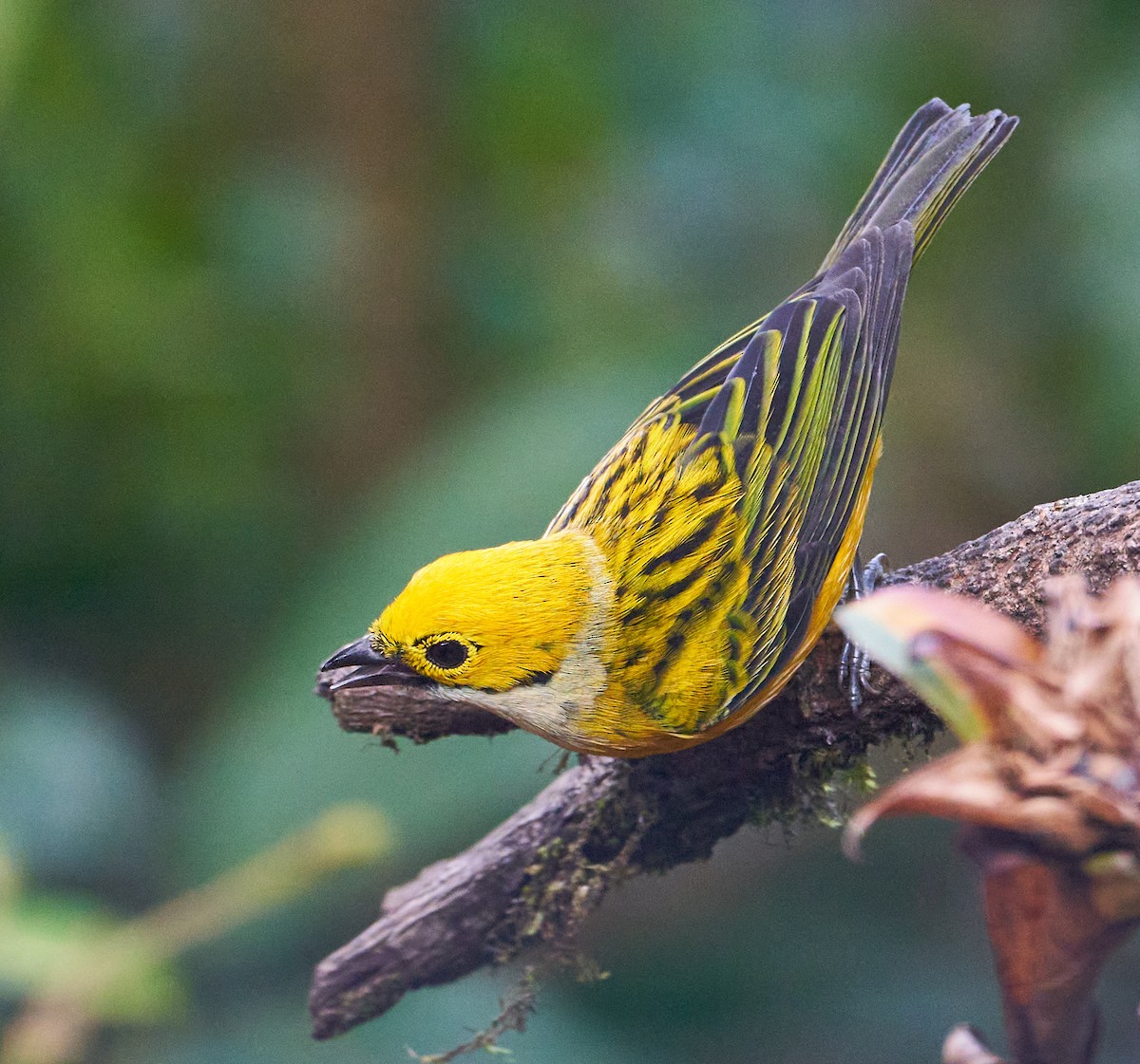 Silver-throated Tanager - ML612799532