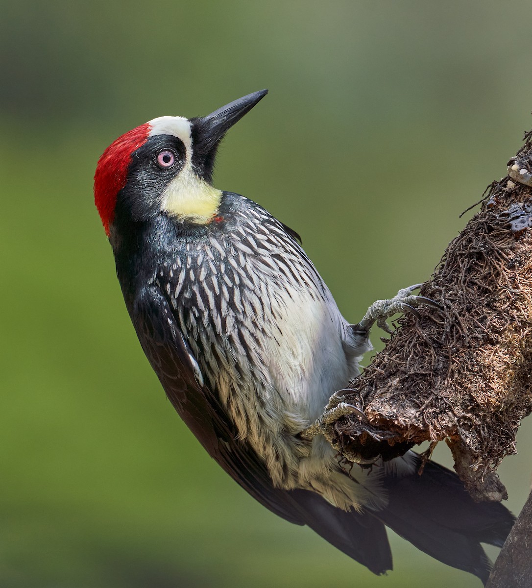 Acorn Woodpecker - ML612799718