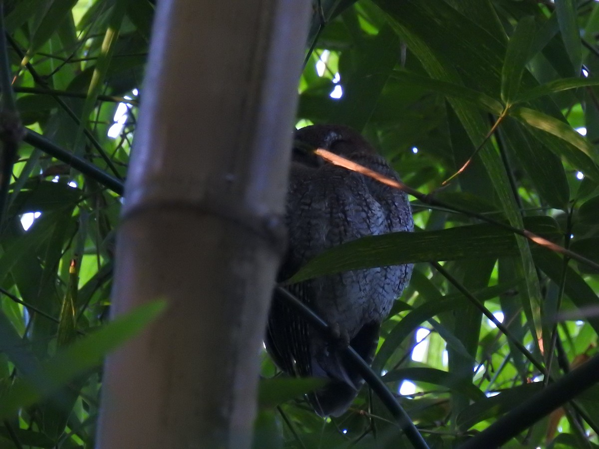 Puerto Rican Owl - ML612799728