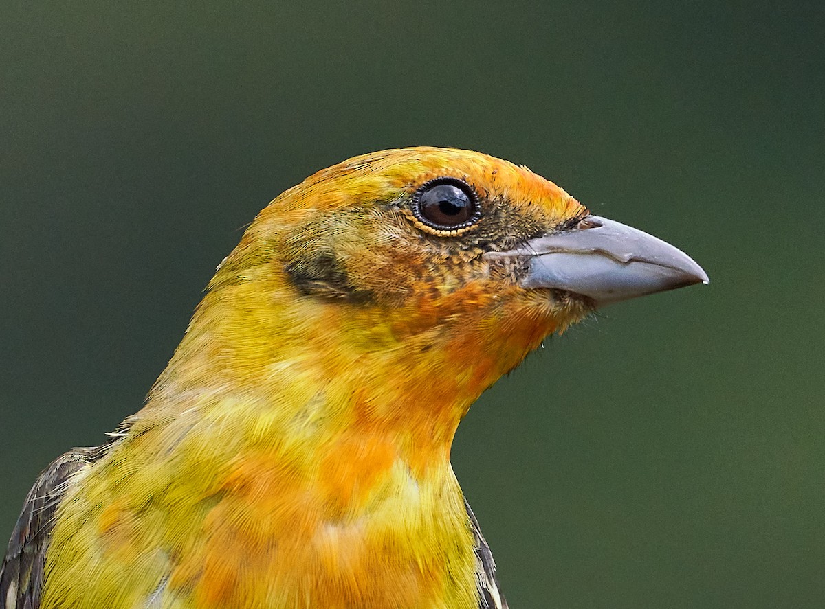 Flame-colored Tanager - Andrew Haffenden