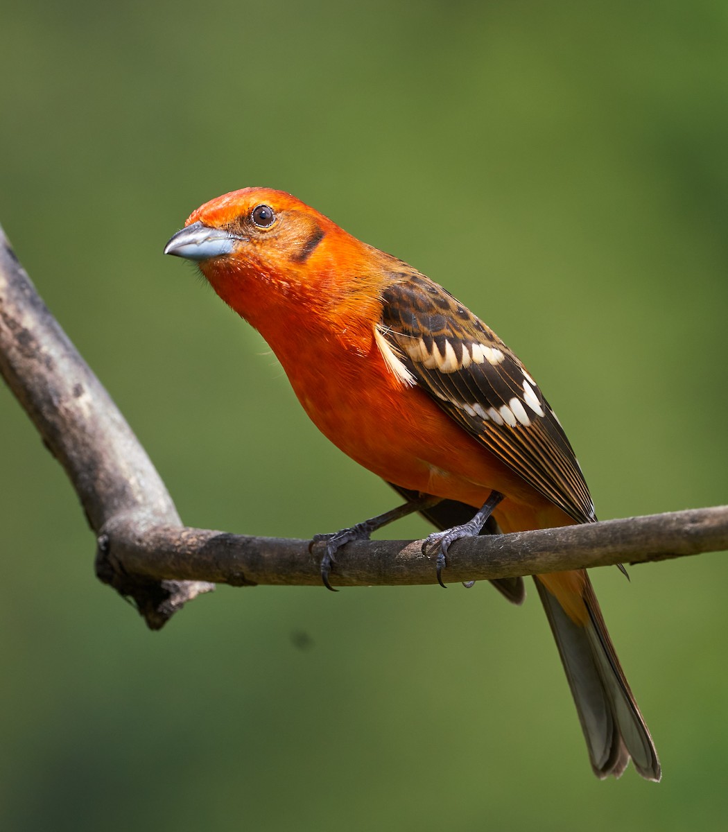 Flame-colored Tanager - ML612799741