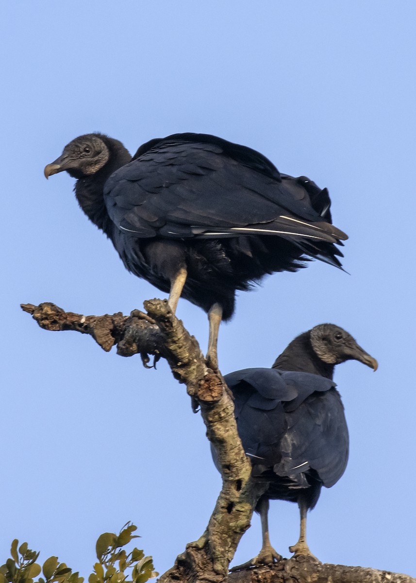 Black Vulture - ML612799858