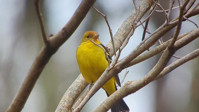 Western Tanager - ML612799894