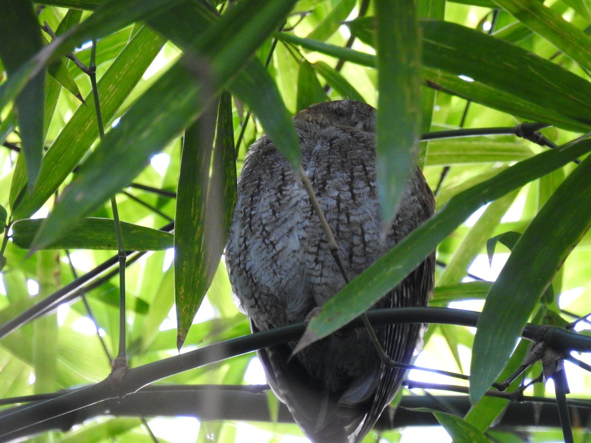 Puerto Rican Owl - ML612799953