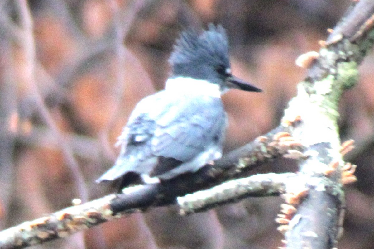 Belted Kingfisher - ML612799974