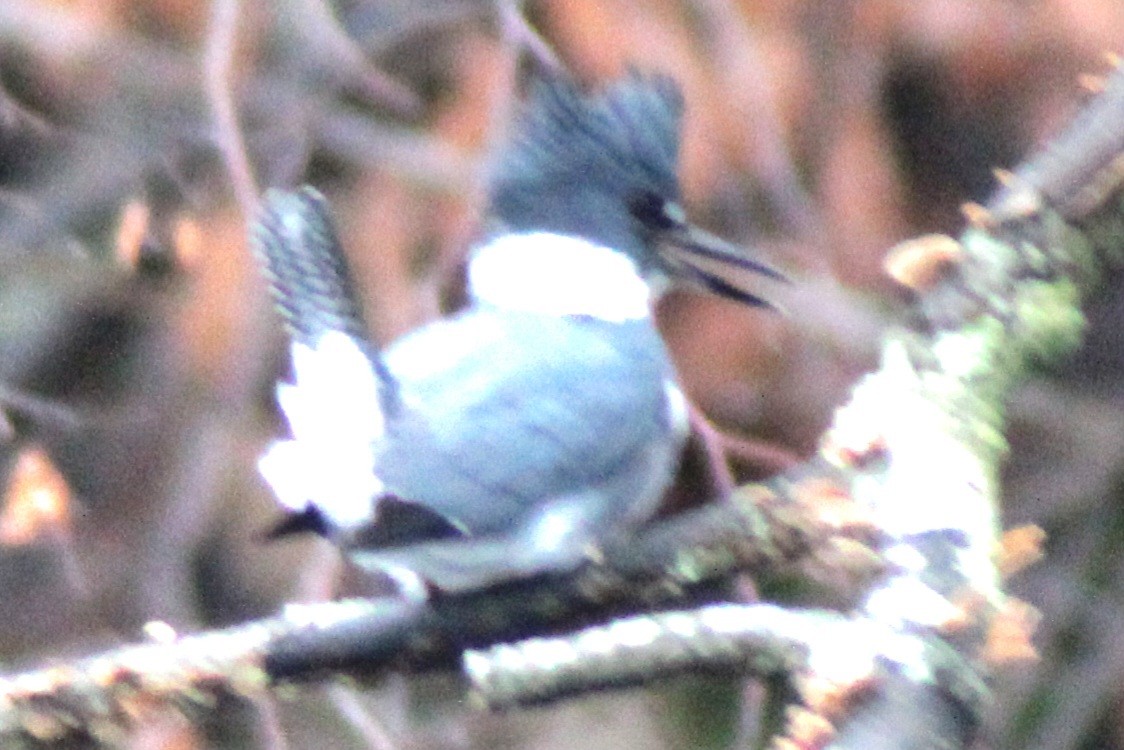 Belted Kingfisher - ML612799997