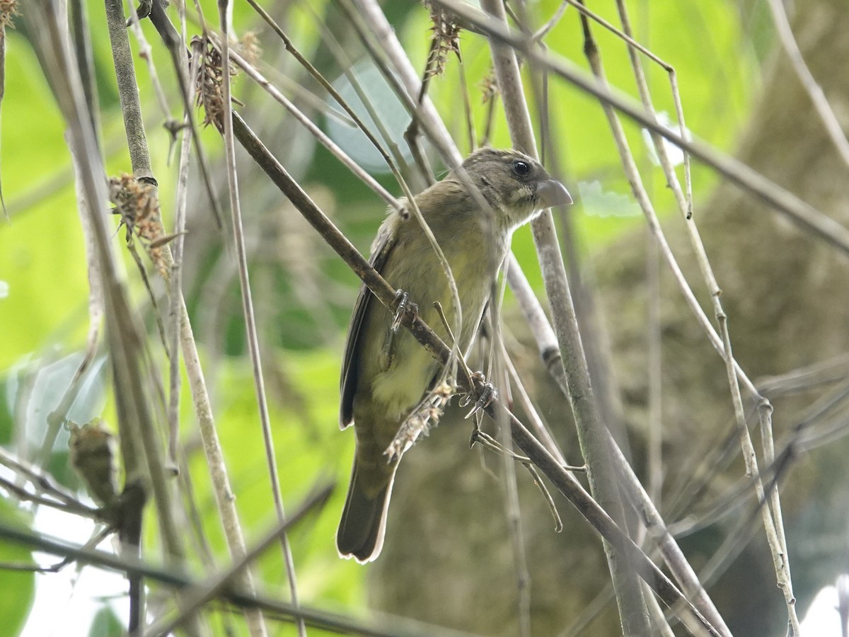 Buffy-fronted Seedeater - ML612800074