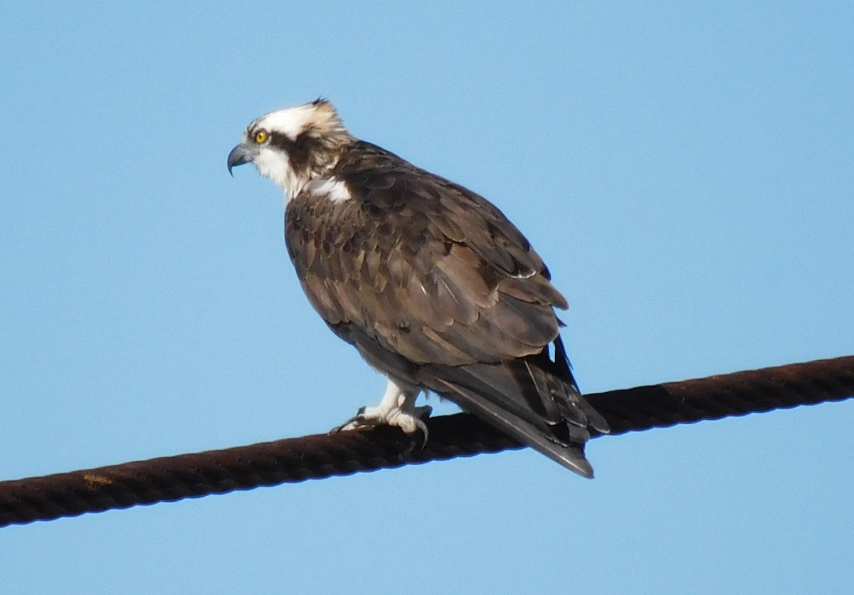eBird Checklist 29 Dec 2023 Lower Dulac, Louisiana, US (29.365, 90.724) 28 species