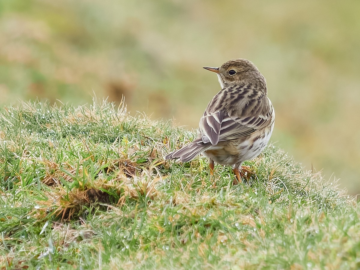 Meadow Pipit - A. Galache