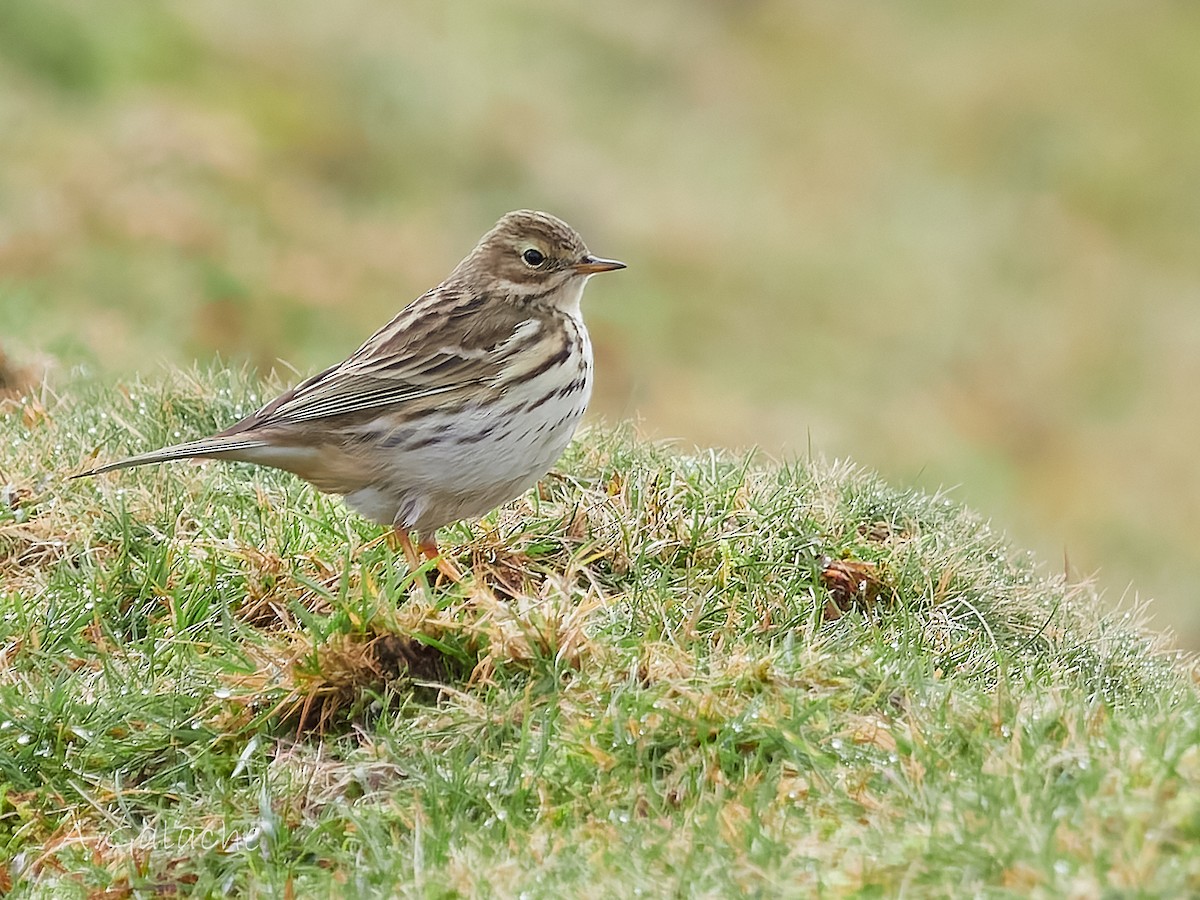 Meadow Pipit - A. Galache