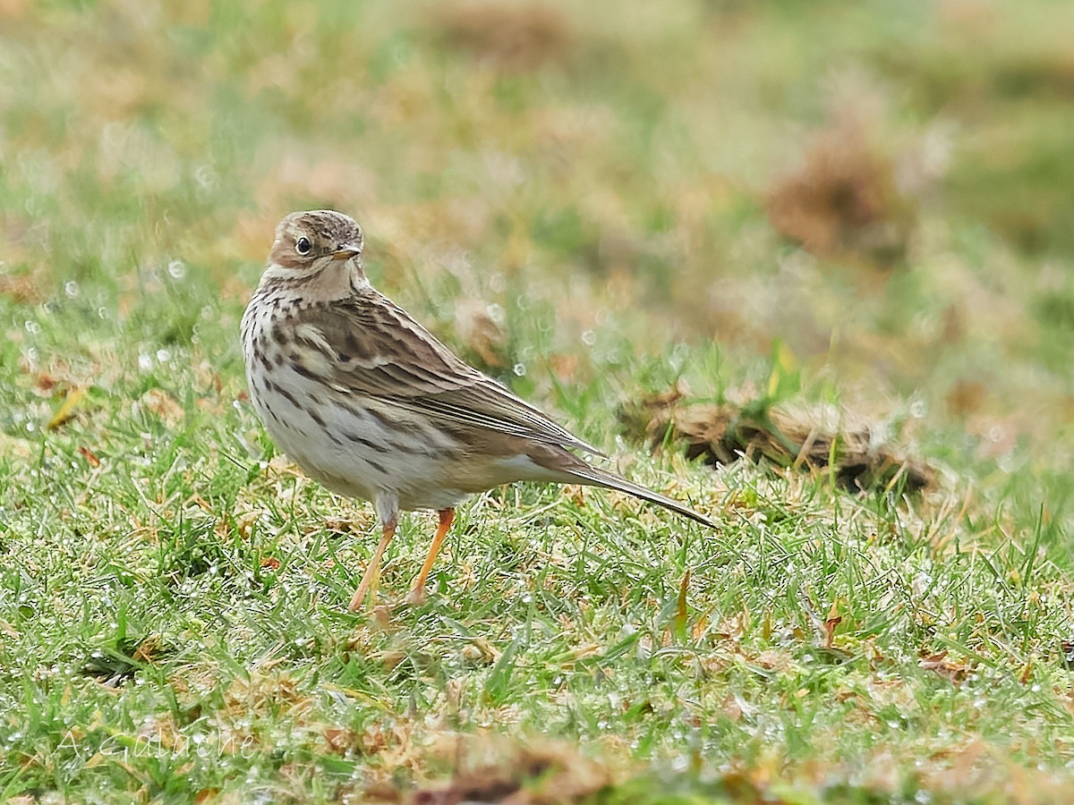 Meadow Pipit - ML612800697