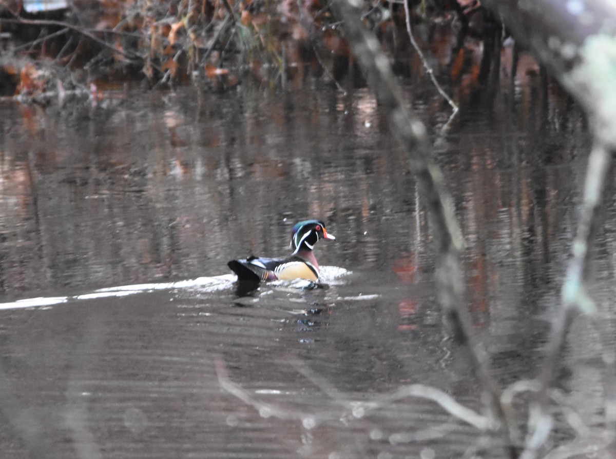 eBird Checklist 29 Dec 2023 Moosup Pond 2 species