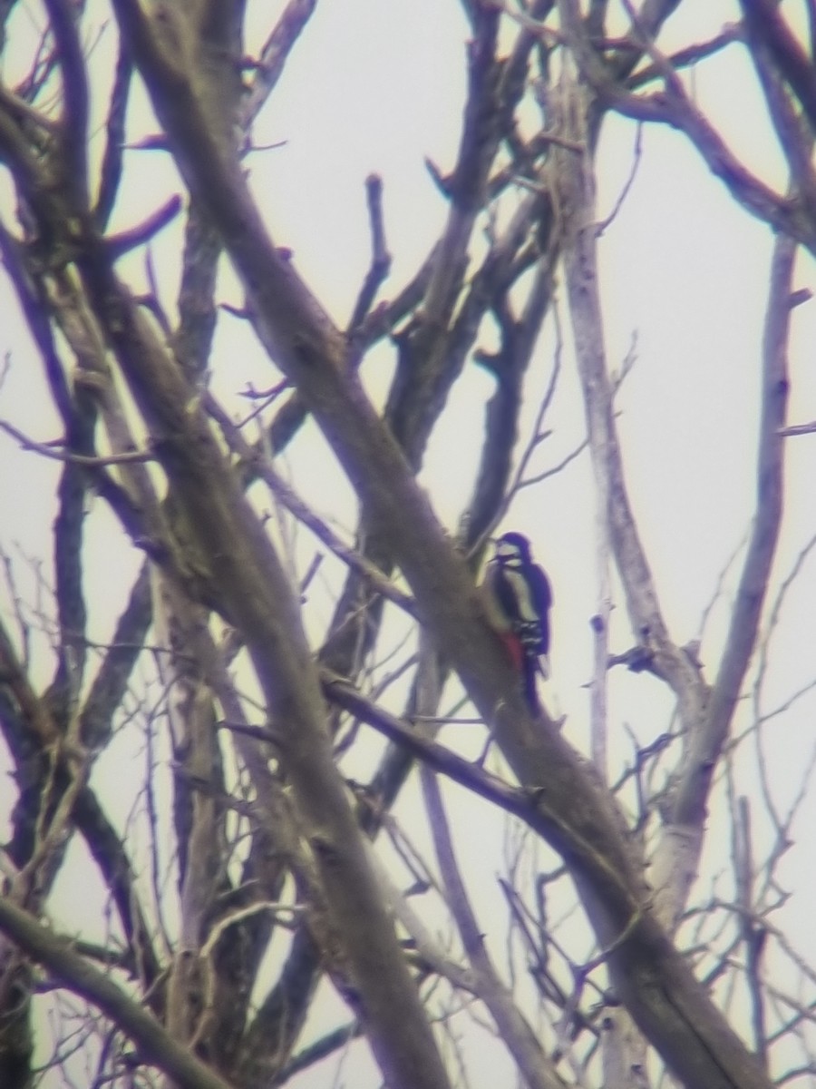Great Spotted Woodpecker - Luis Miguel Pérez Peinado