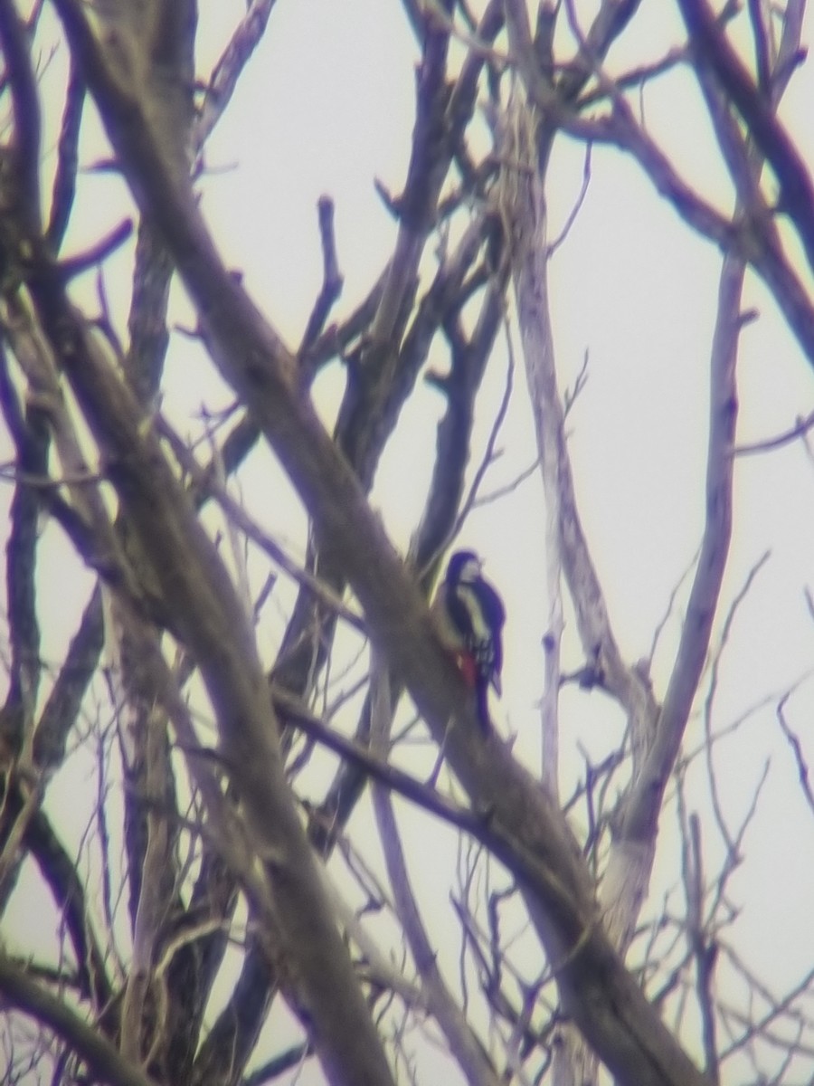 Great Spotted Woodpecker - ML612800780