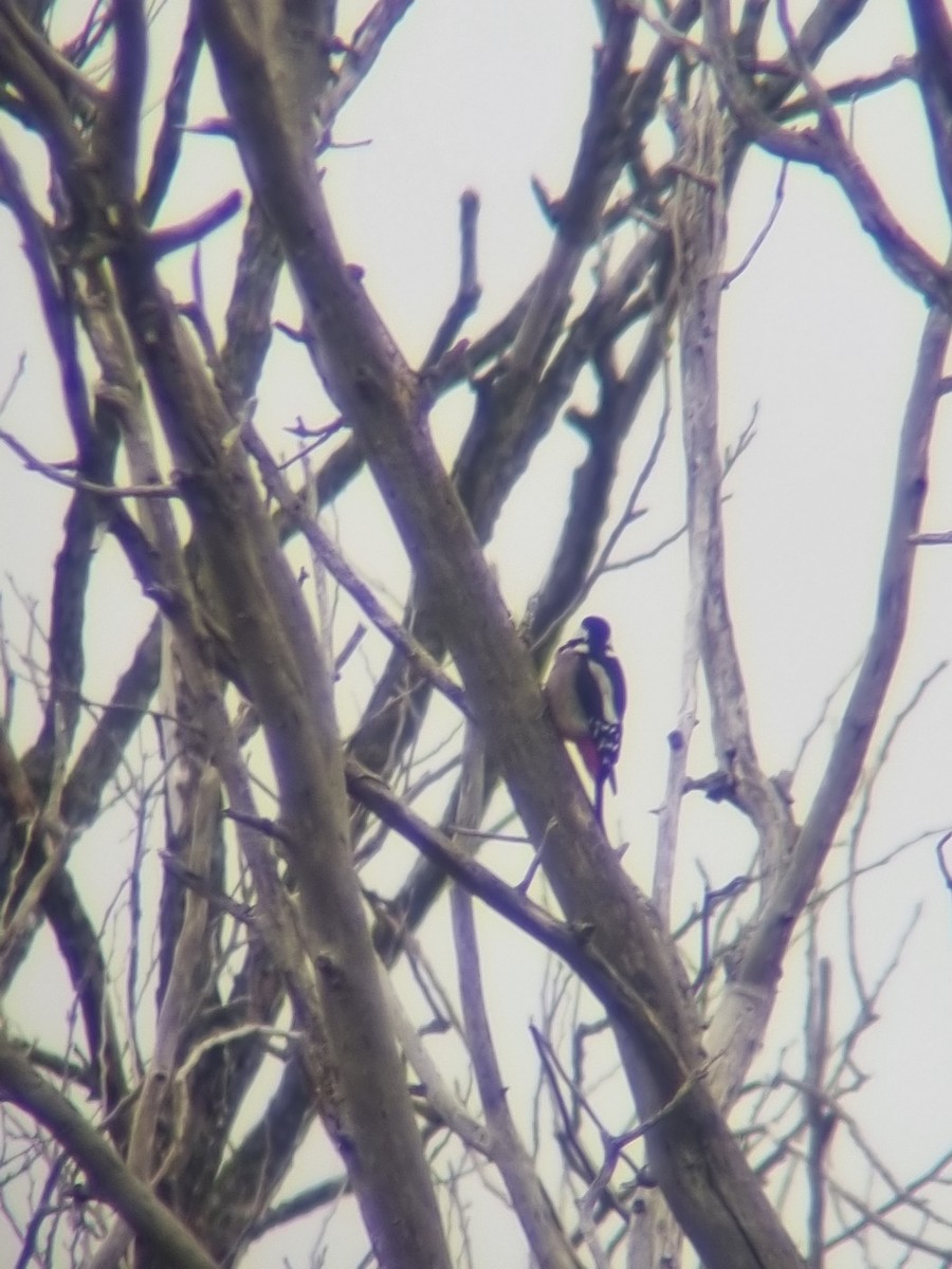 Great Spotted Woodpecker - ML612800781