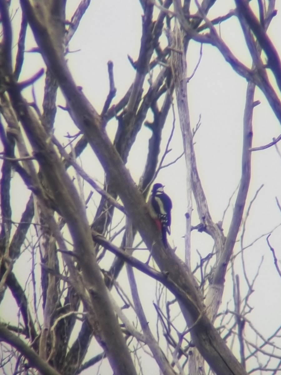 Great Spotted Woodpecker - ML612800782