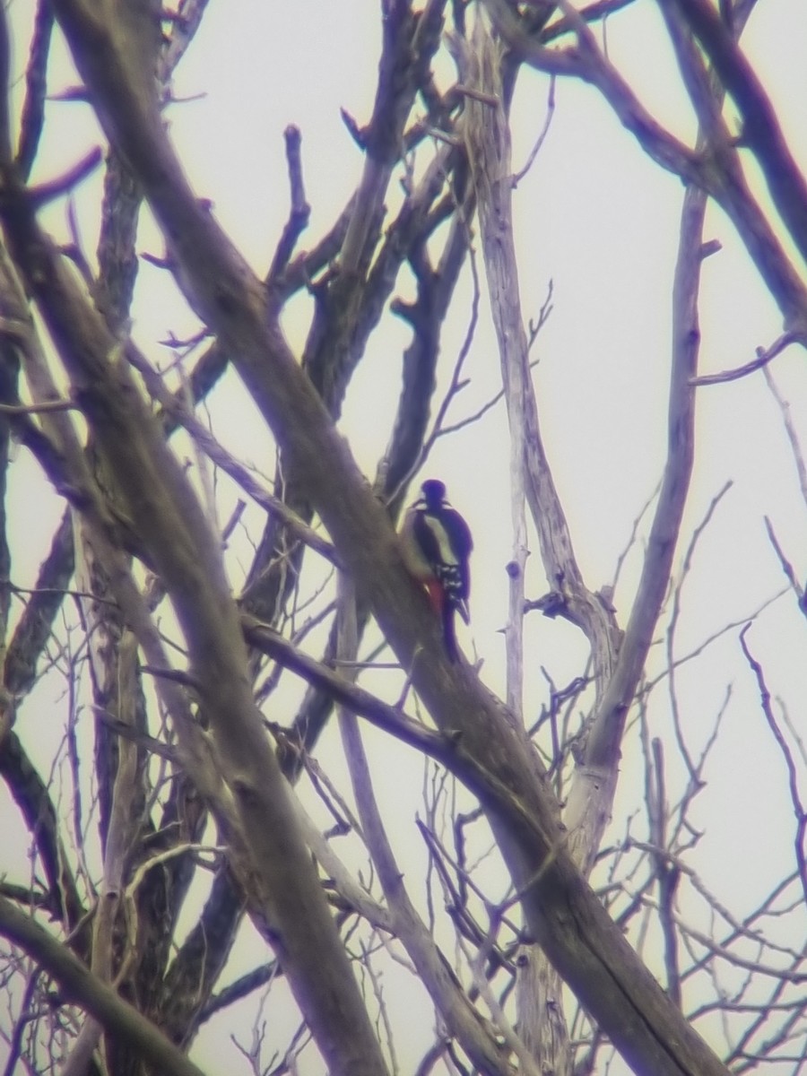 Great Spotted Woodpecker - ML612800783