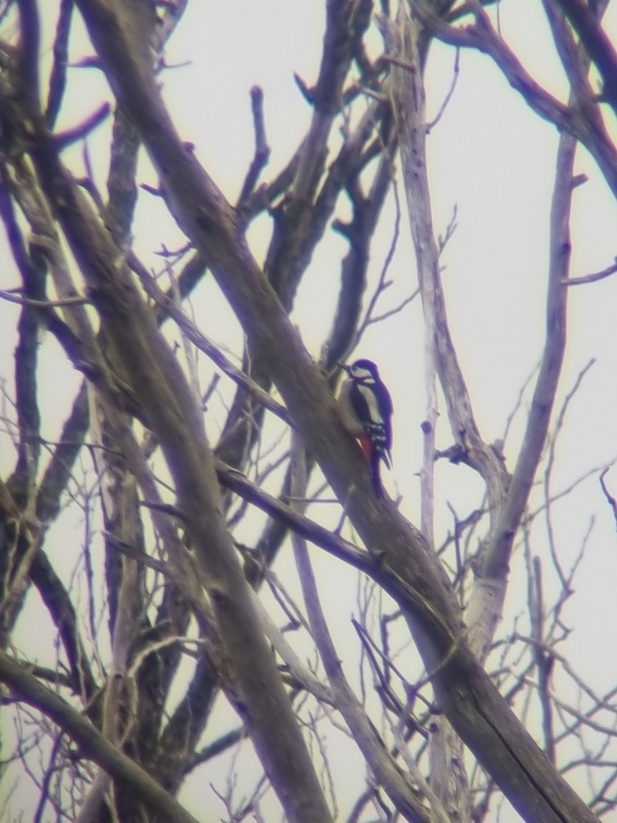 Great Spotted Woodpecker - ML612800784