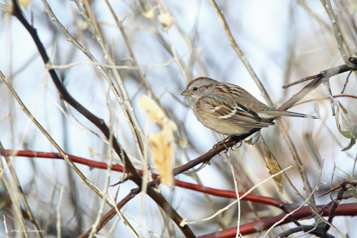 American Tree Sparrow - ML612800904