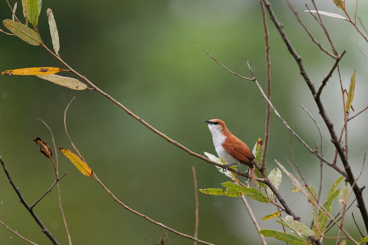 Red-and-white Spinetail - ML612801439