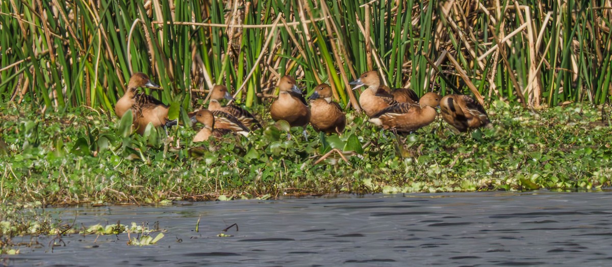 eBird Checklist 28 Dec 2023 The Celery Fields, Raymond Road Middle