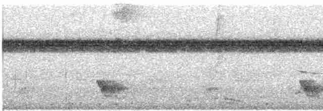 Манакін-короткокрил білочеревий - ML612801847