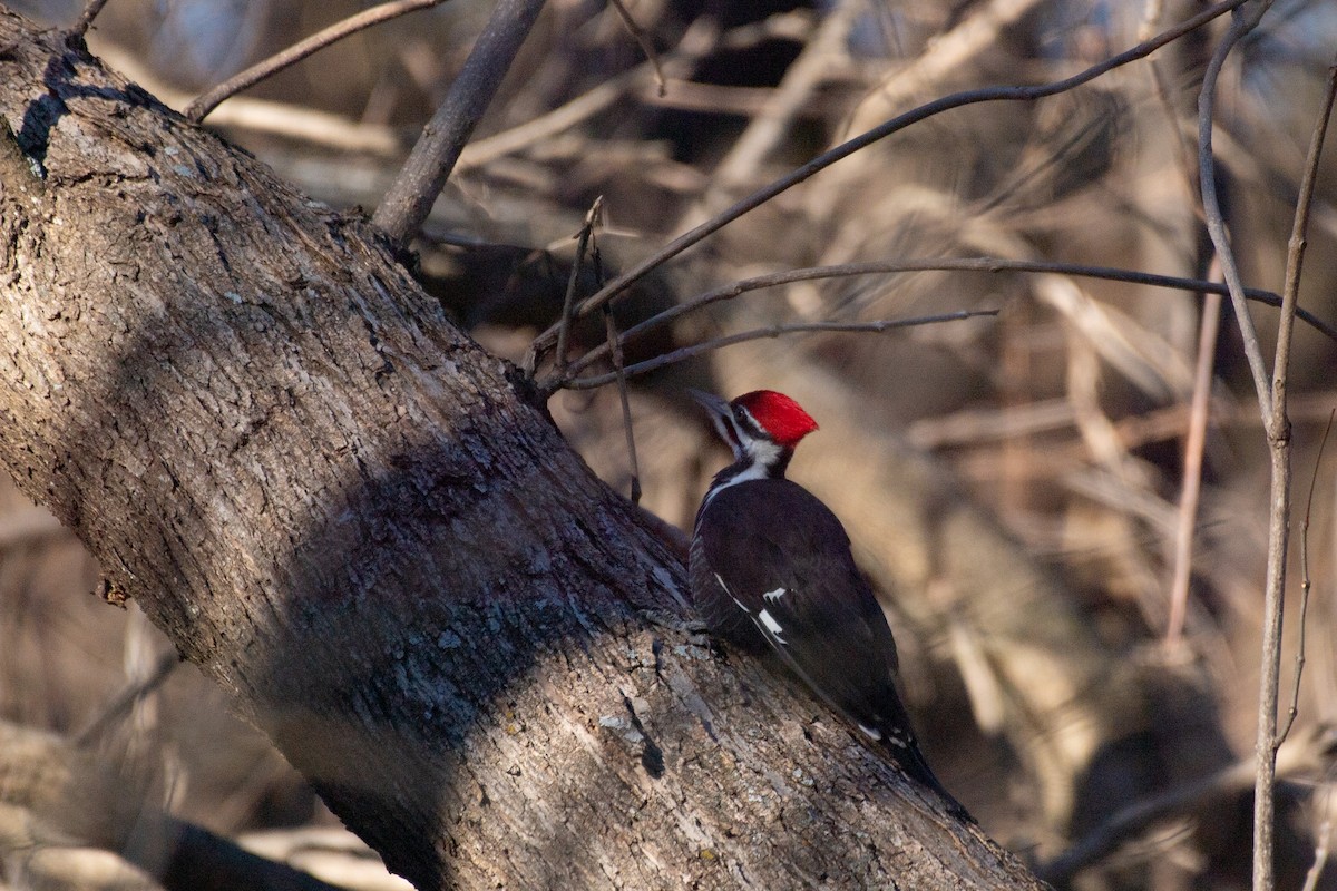 Pileated Woodpecker - ML612802144