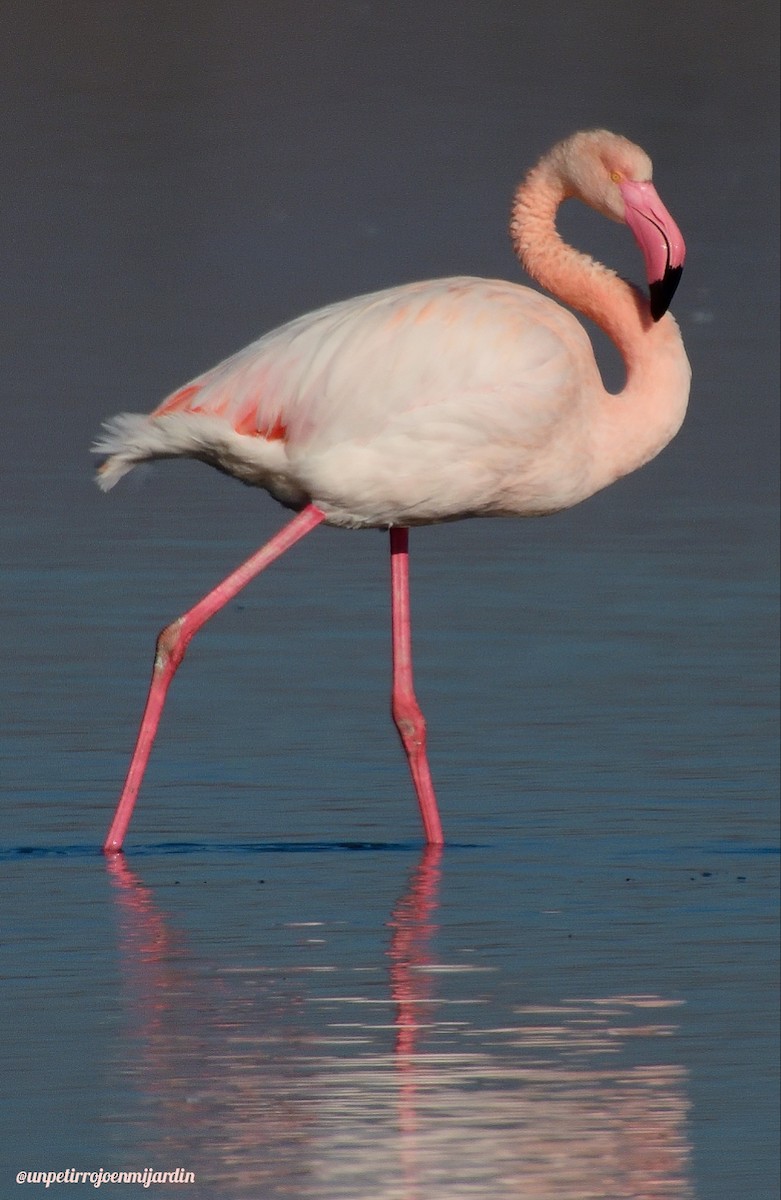 Greater Flamingo - Marian  Ramos Moreno