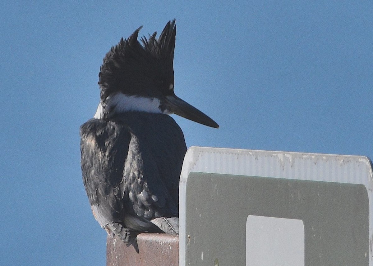 Belted Kingfisher - ML612802521
