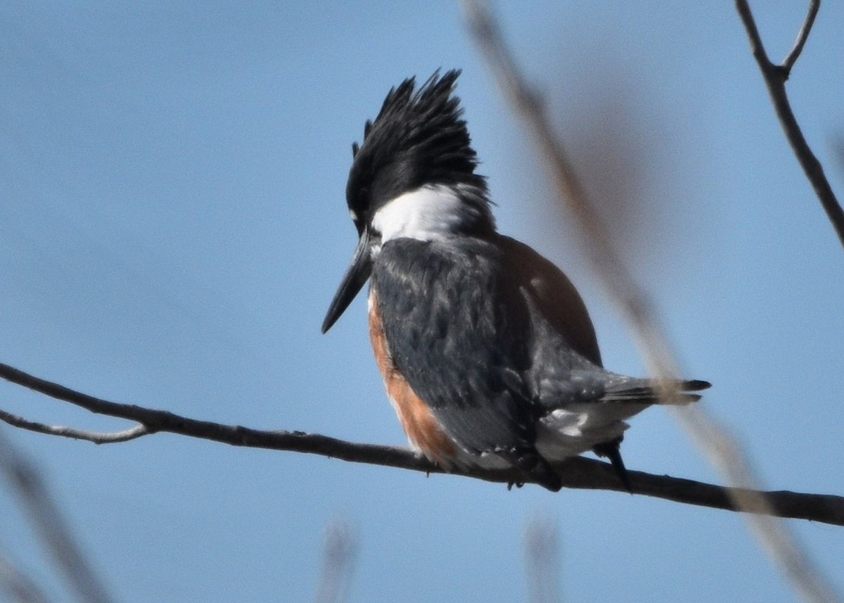 Belted Kingfisher - ML612802522