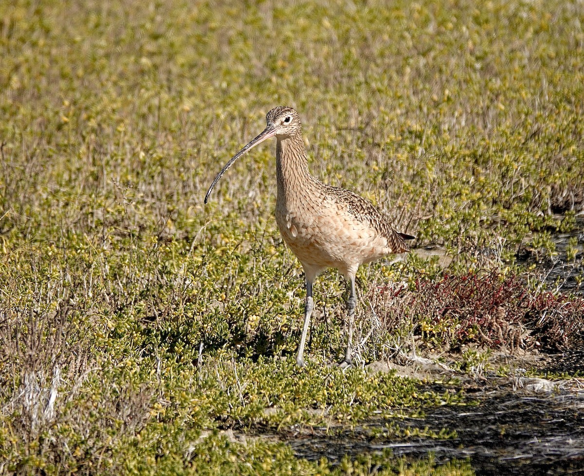 Long-billed Curlew - Chuck Holliday