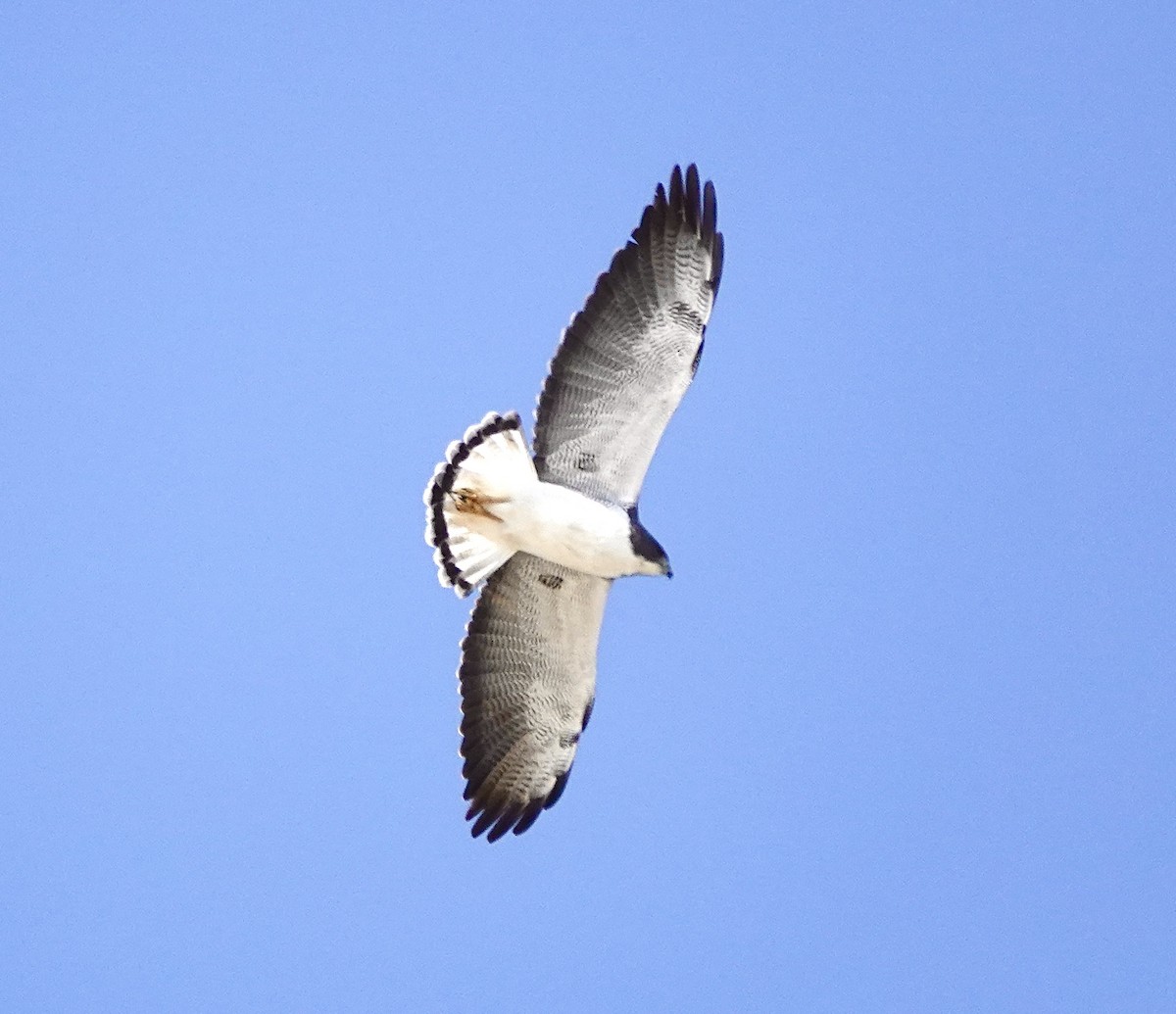 White-tailed Hawk - Chuck Holliday