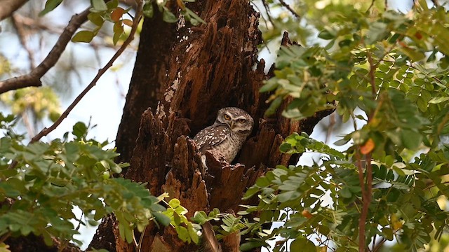 Spotted Owlet - ML612802871