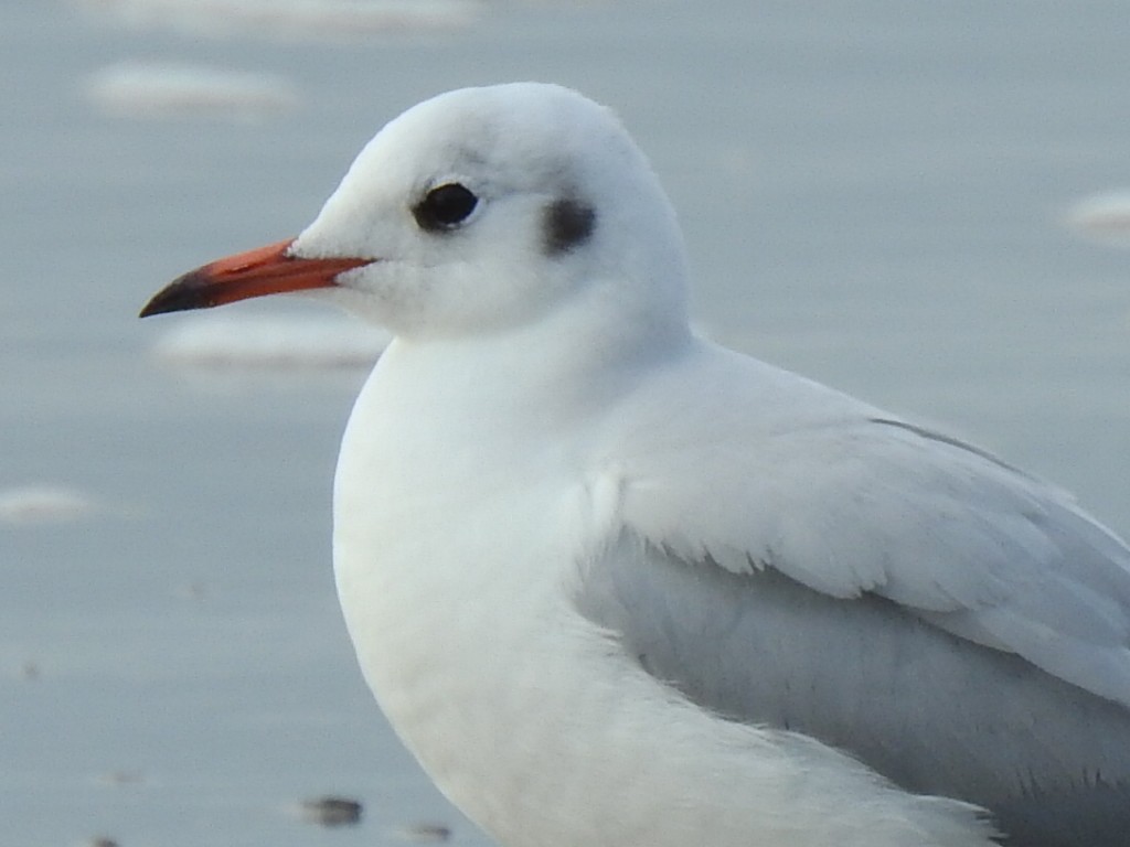 Mouette rieuse - ML612803413