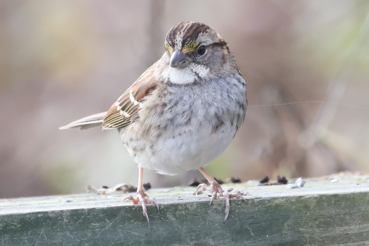 White-throated Sparrow - ML612803430