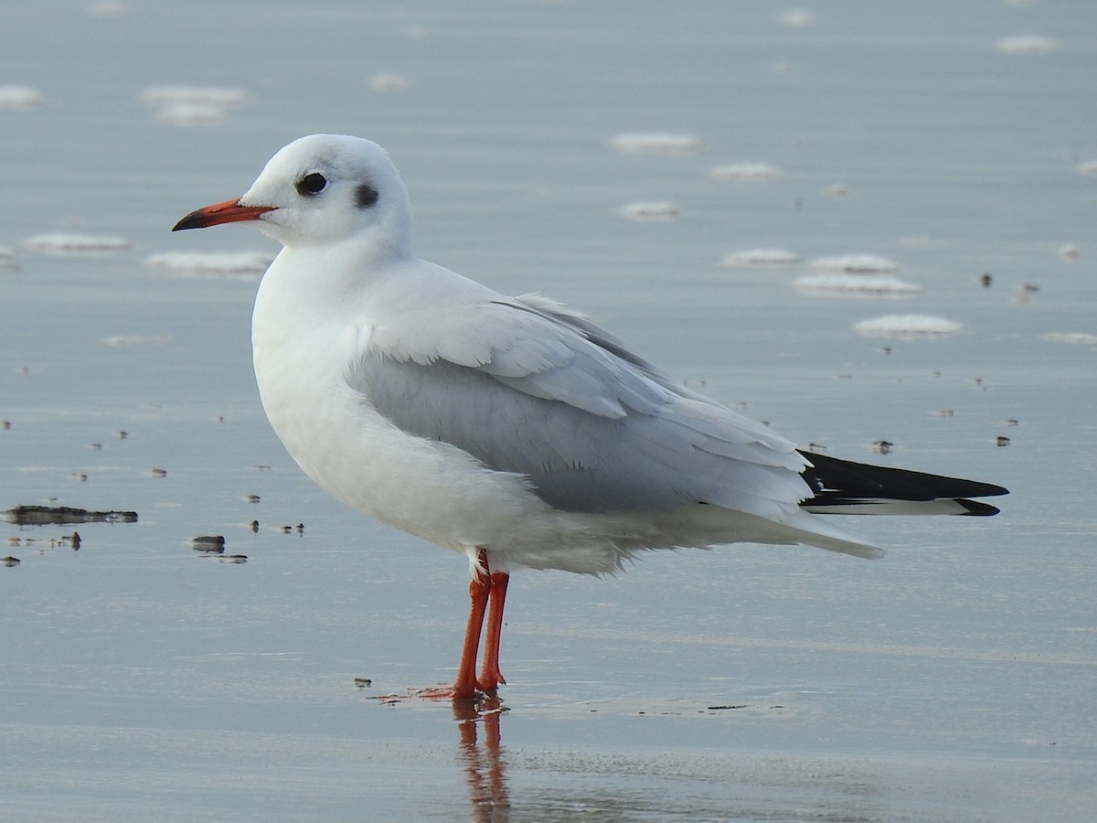 Mouette rieuse - ML612803435