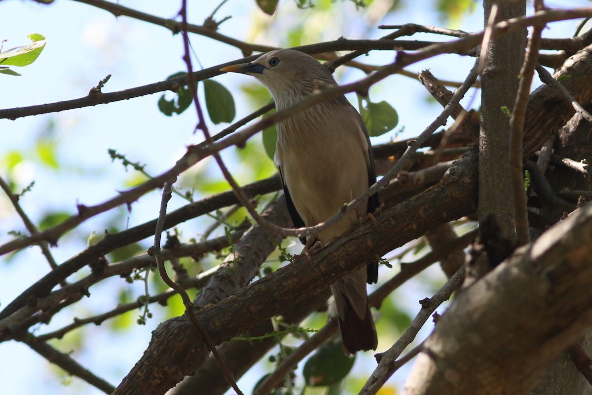 Chestnut-tailed Starling at Lam Toi Ting overgrown woods, paddies, & golf courses by Jonathan Pap