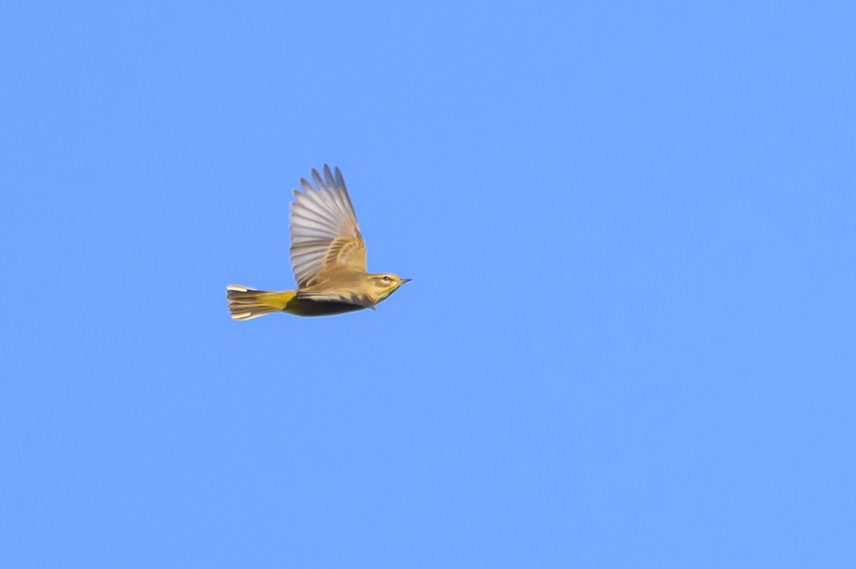 ML612803652 - Palm Warbler (Yellow) - Macaulay Library